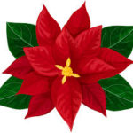 poinsettia